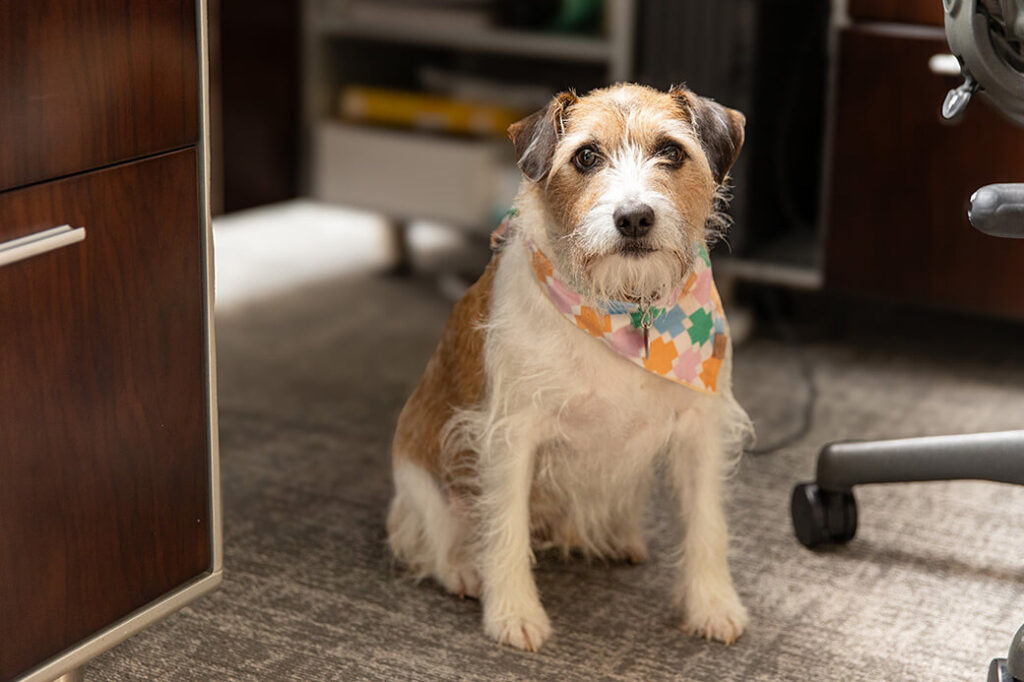Image of a small cute dog
